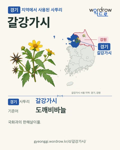 경기 지역에서 사용된 사투리 ‘갈강가시’. 기준어: 도깨비바늘. 기록 지역을 표시한 카툰 삽화와 지도 카드.