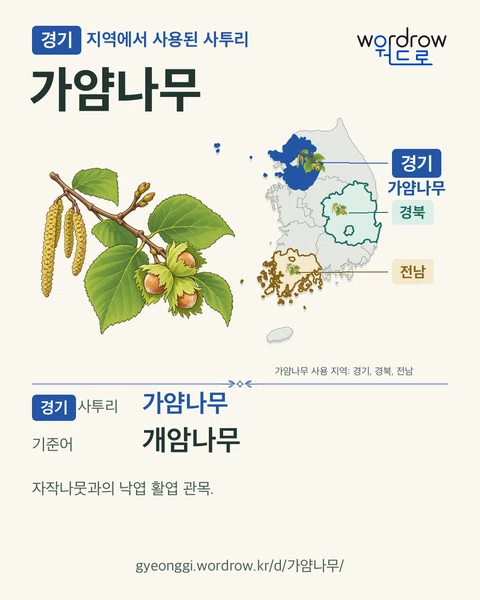 경기 지역에서 사용된 사투리 ‘가얌나무’. 기준어: 개암나무. 기록 지역을 표시한 카툰 삽화와 지도 카드.