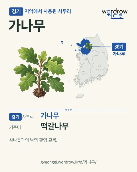 경기 지역에서 사용된 사투리 ‘가나무’. 기준어: 떡갈나무. 기록 지역을 표시한 카툰 삽화와 지도 카드.